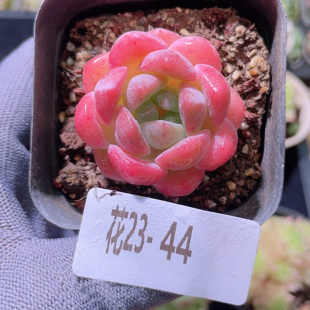 花利美23-44冰糖