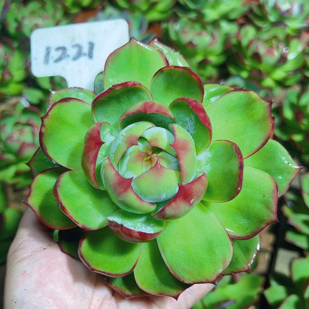 惊鸿仙子1221号一物一拍