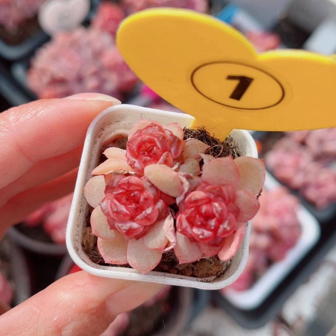 1号小老桩琉璃群4公分