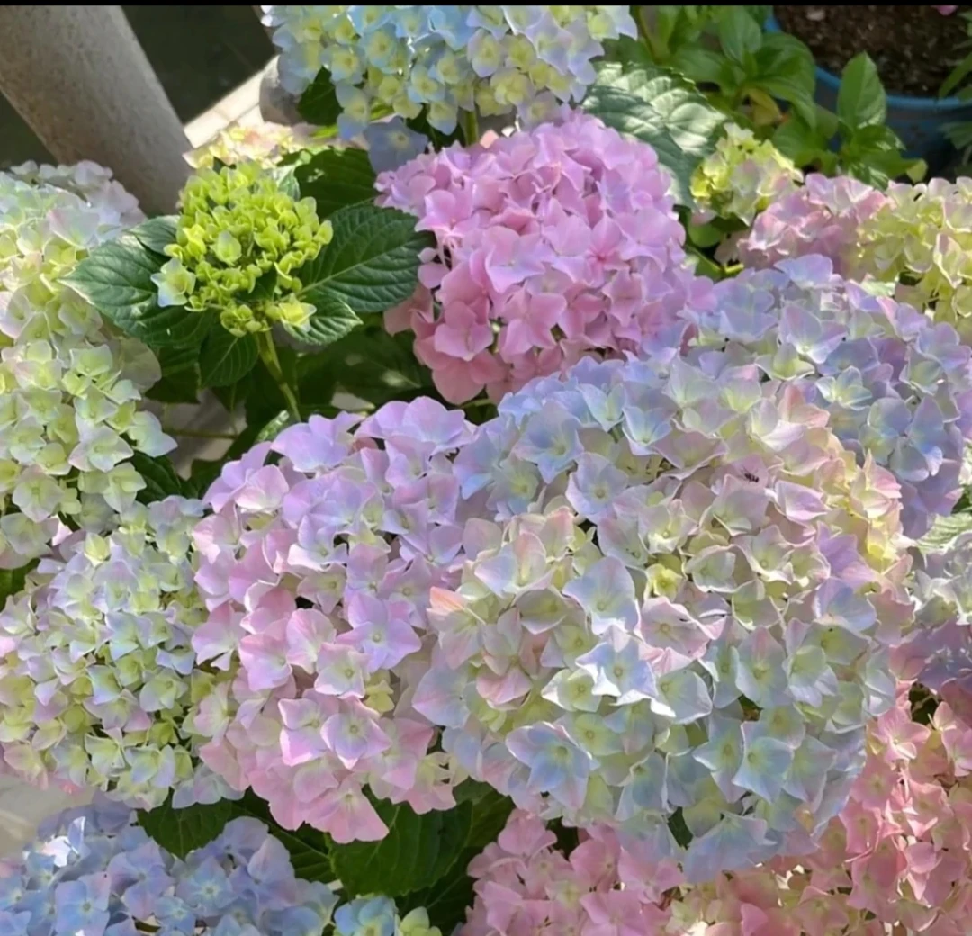 【姹紫嫣红】大花绣球多花头起带花带花苞大型多季节