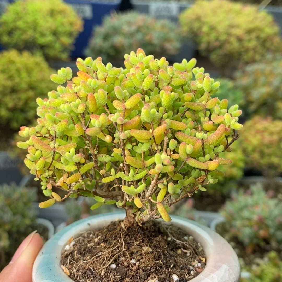 0982蜜橘糖球 。