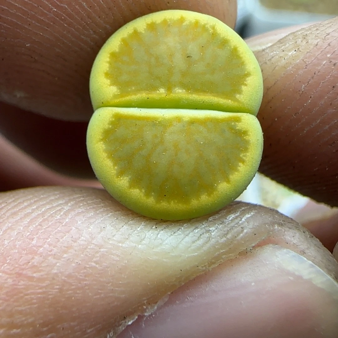 112 生石花大棚直播