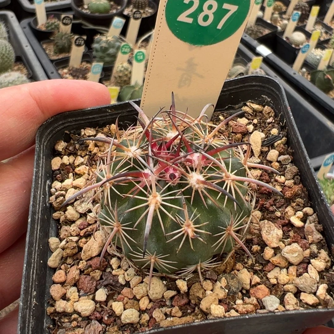 实生豪刺琥爪3.7cm