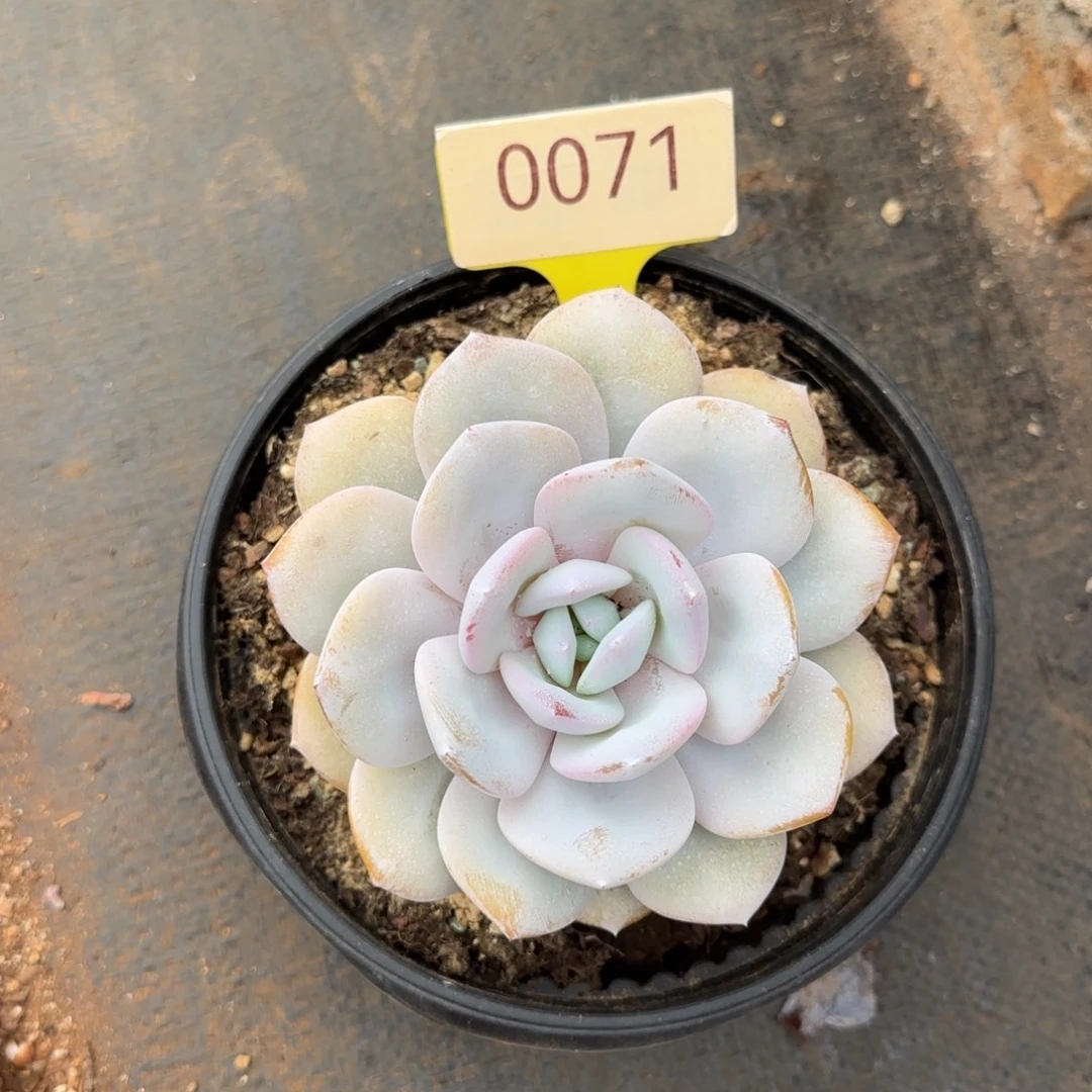 奶茶单头。   0071号。