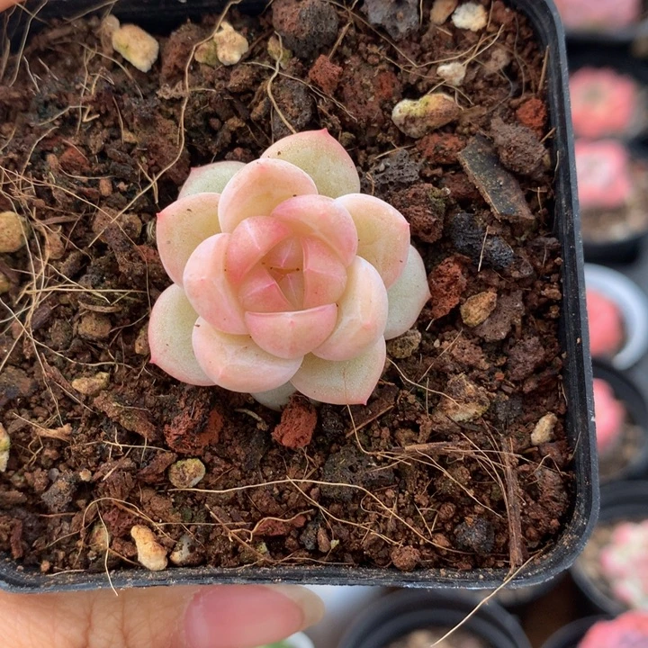 粉透珍妮多肉单头