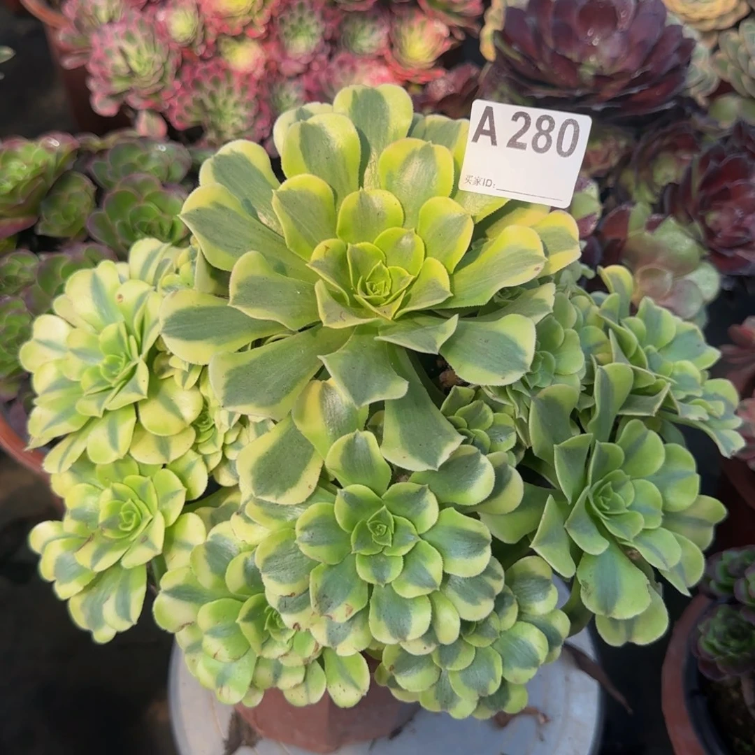 280绿豆沙。