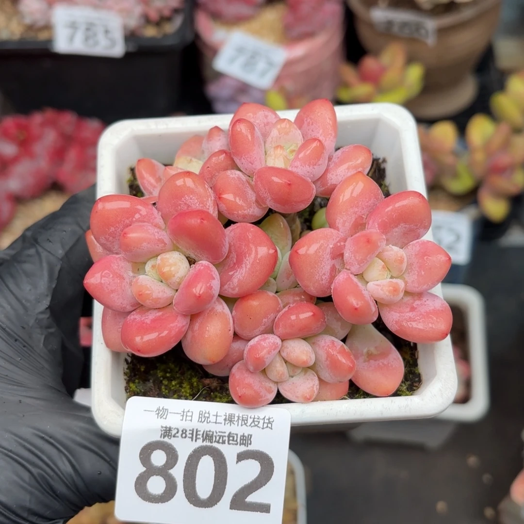 樱花洛神无盆土发货