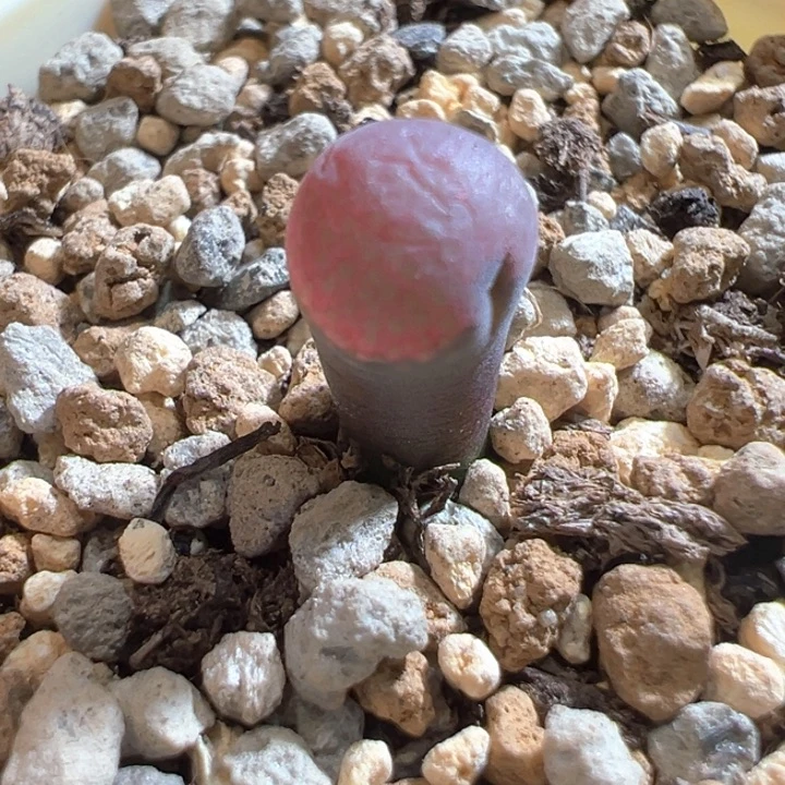 w/291。小怪物一颗。