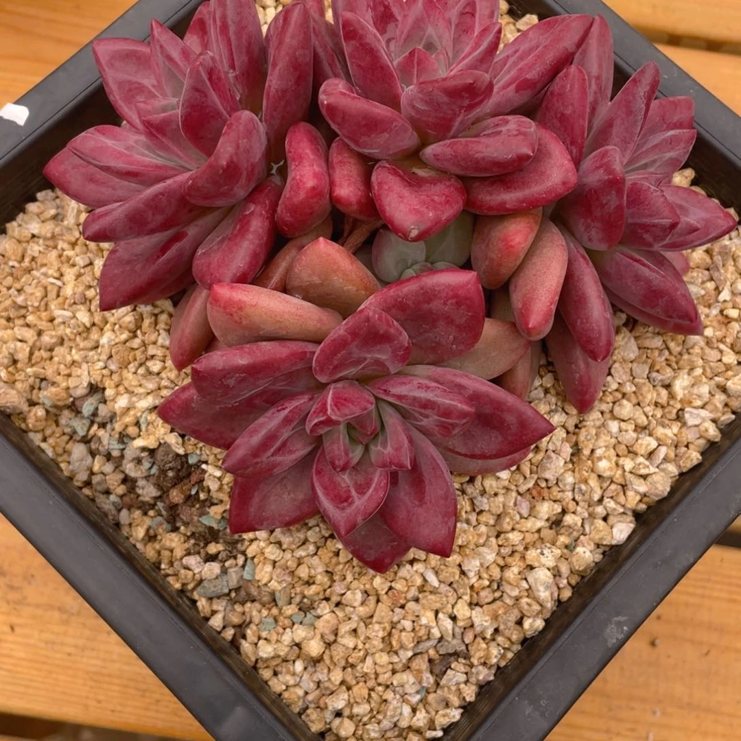 0620-10-赫菲斯托。。。。。