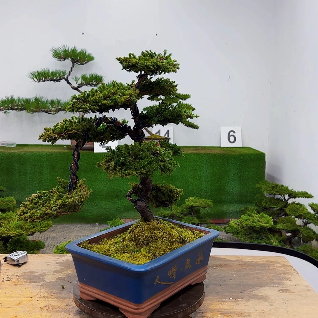 罗*华盆景盆景盆景盆景