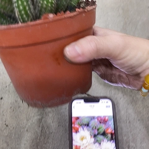 马尔文白糖，36889999