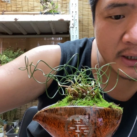红陶一物一拍所见即所得112