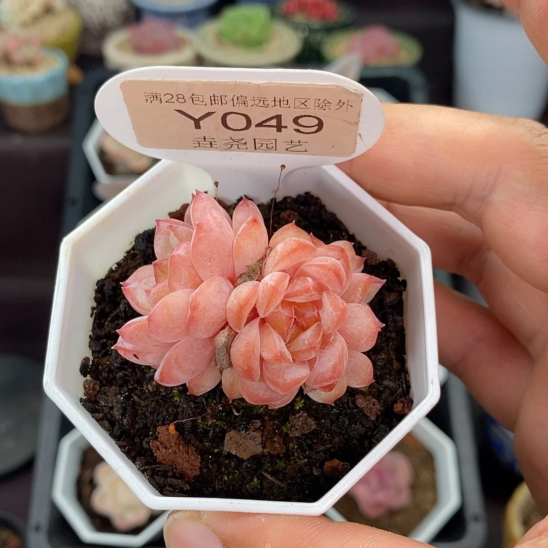 0049 冰葡萄群 4cm