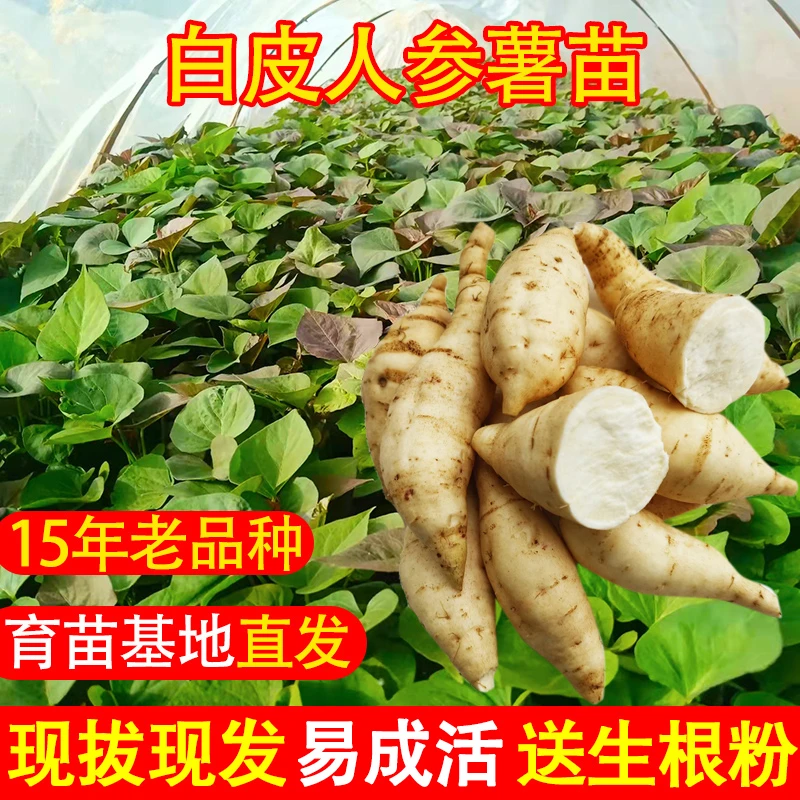 【白皮人参薯苗】板栗薯秧苗种子高产地瓜苗原种红薯苗种植山芋苗