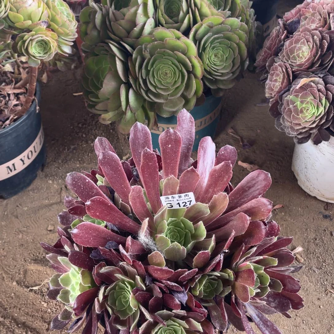 127赤霞飞多肉法师断枝不包