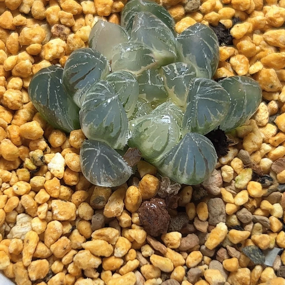 糊斑霓虹灯变异十二卷多肉