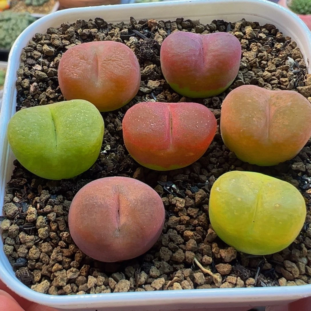 编号母本毛组合带盆多肉植物