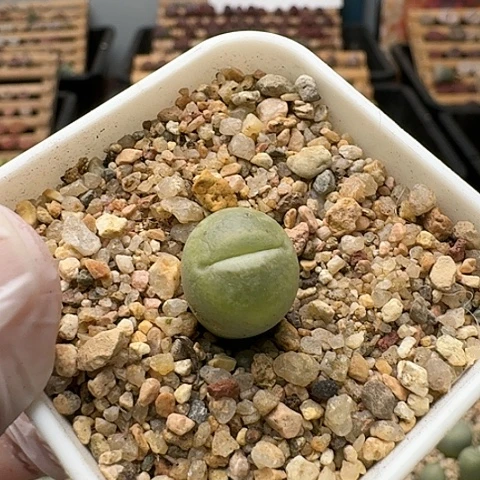 2753丑鹅带盆土发货