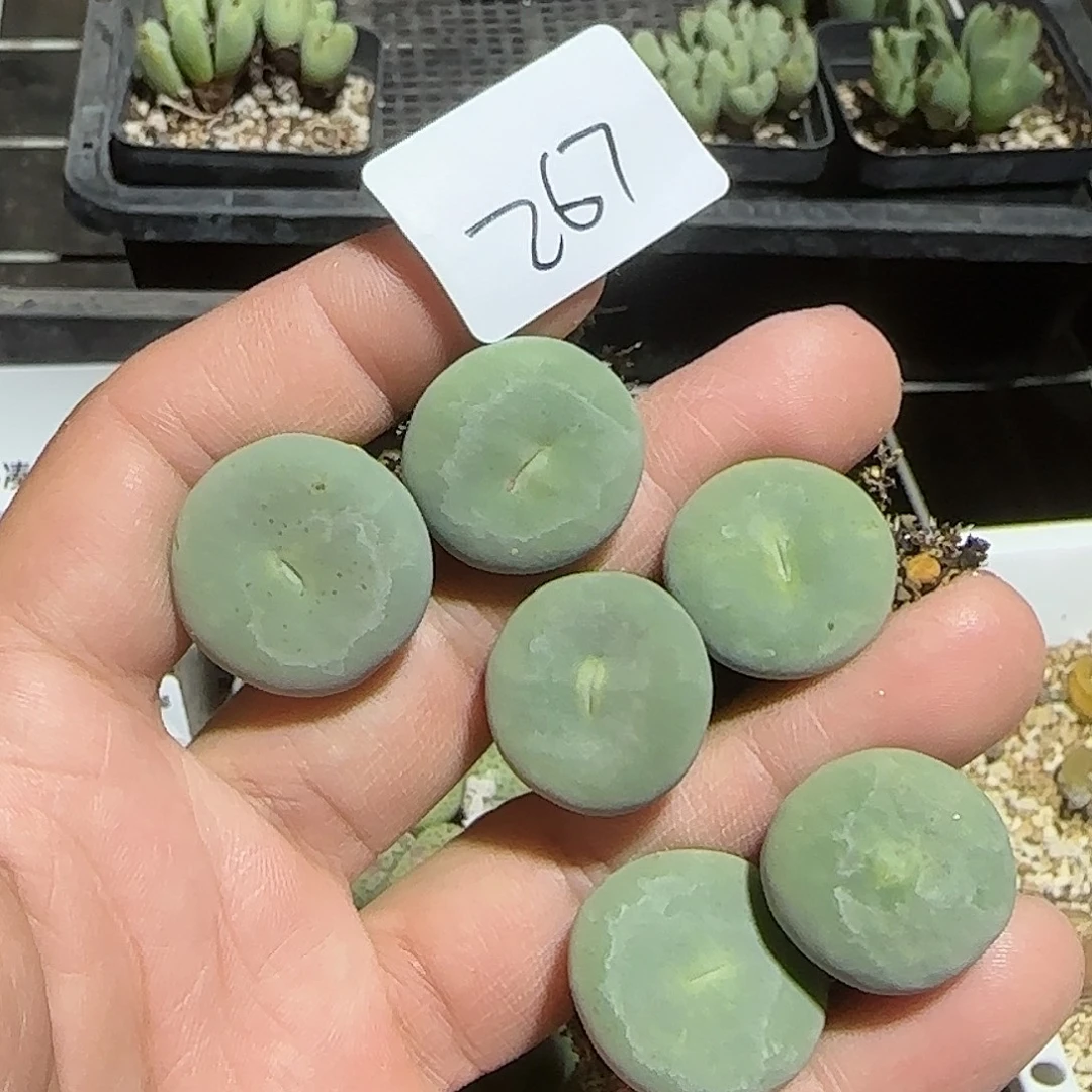 267号，大嘴，18包邮