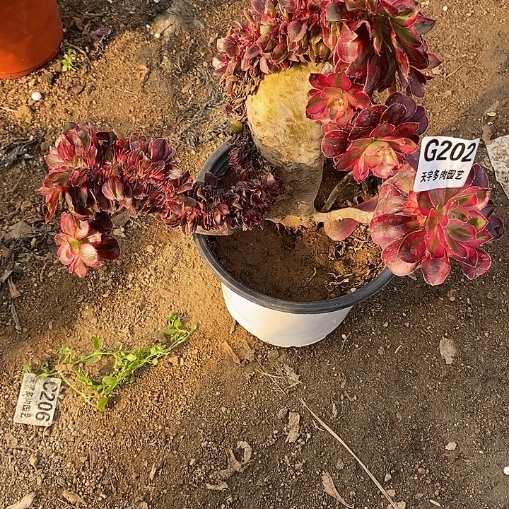 多肉香奈儿202多肉植物