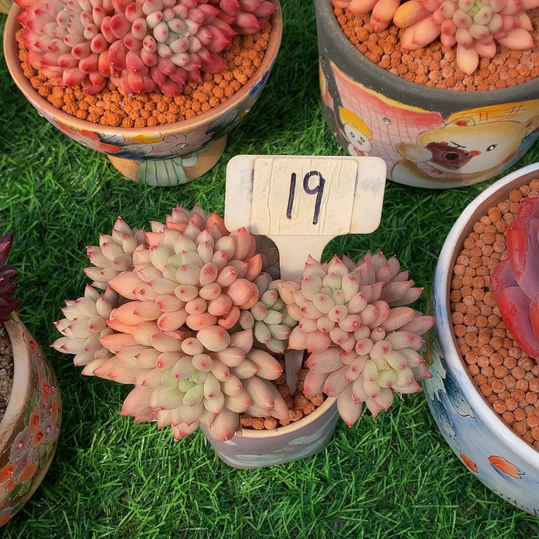 慧*yanxi多肉植物7273773