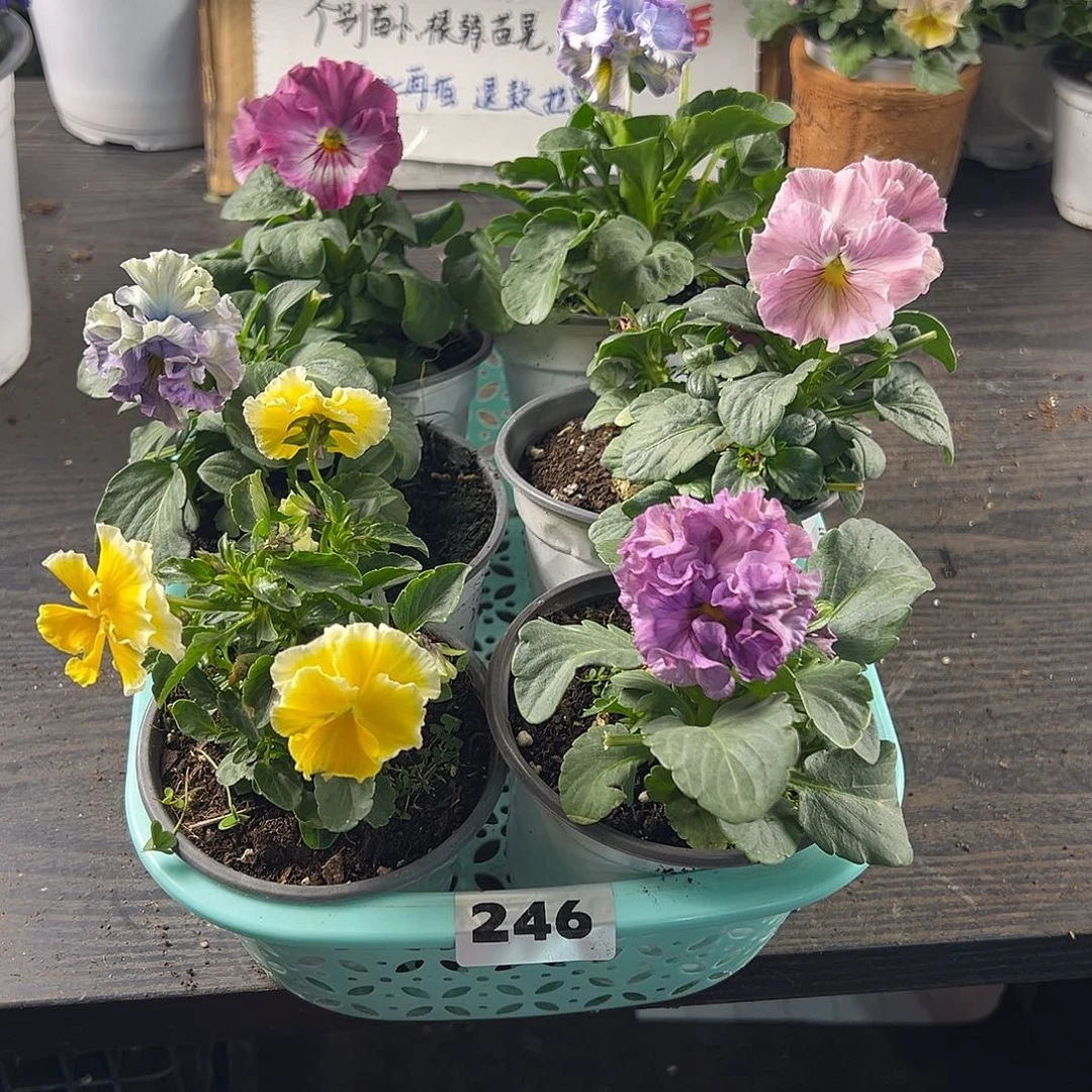 大部分花苞少量开放246号