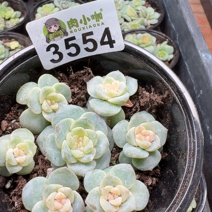 多肉植物多肉植物
