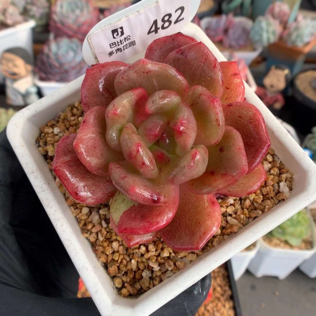 482 梦露石化多肉