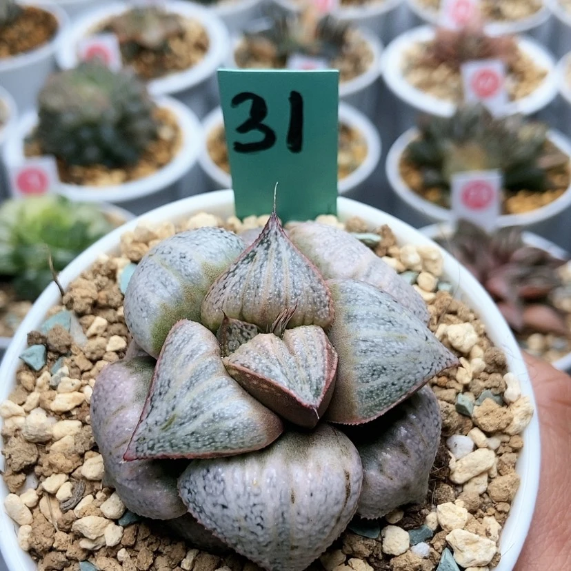 【闪购商品】31泰姬陵