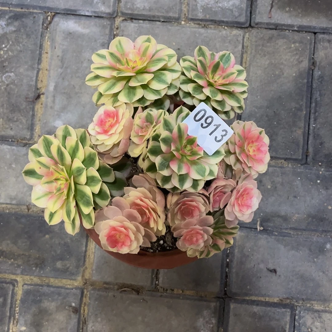 0913倾城44444冠服19.20左右