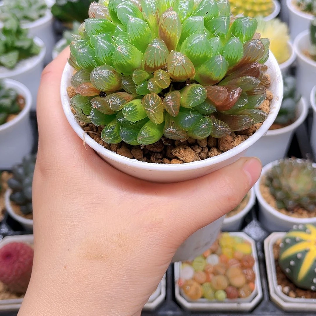 多头彩虹玉露，原盆