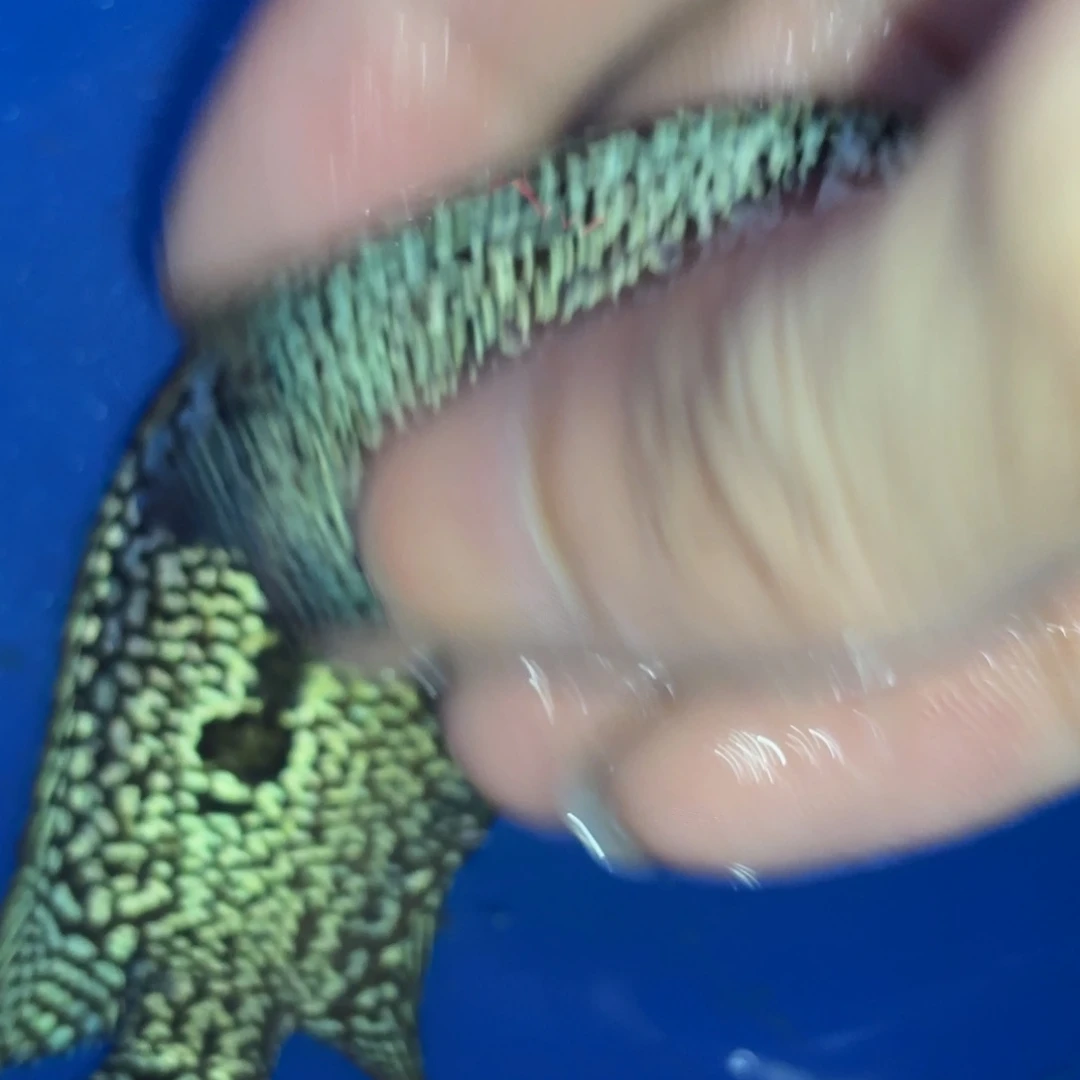 海水鱼马来西亚罗汉鱼NK头苗