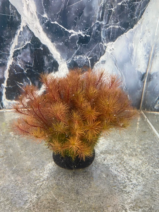 【超高密度】稀有红松尾坨草中前景造景入缸成景的水草植物