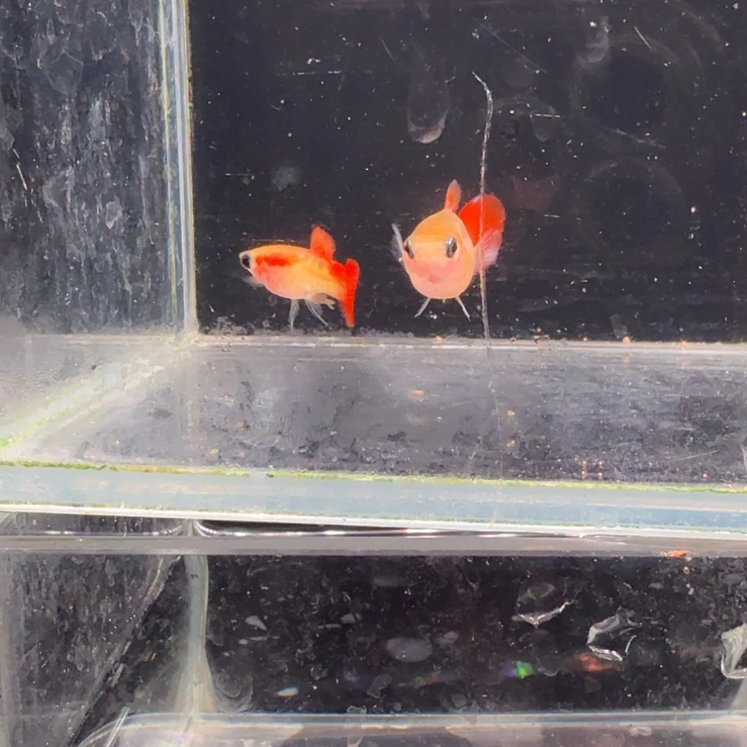 孔雀鱼银河琉璃玻璃猫1对