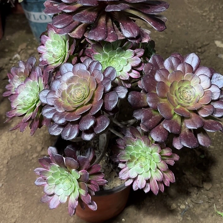 多肉植物水墨画阴阳17