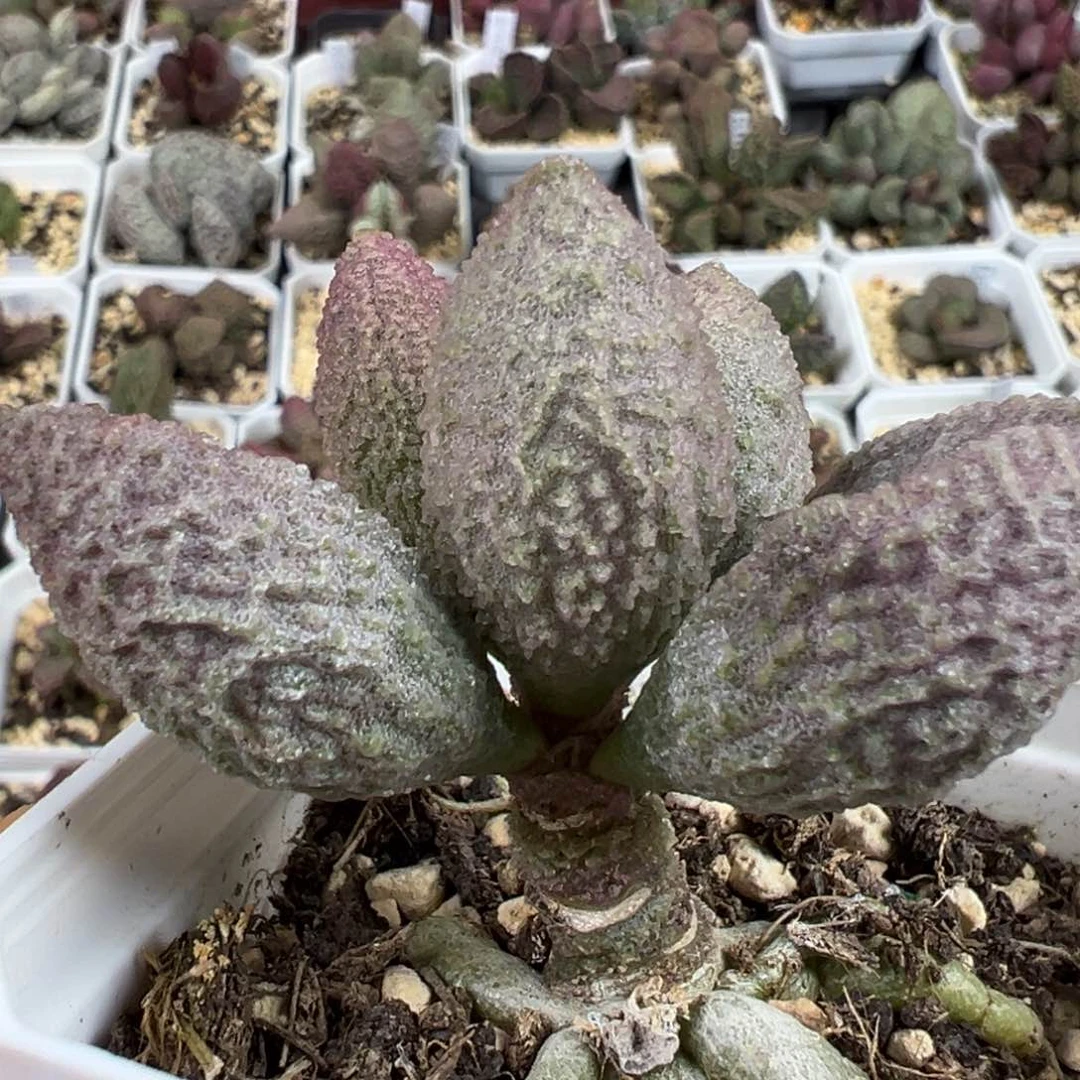 带桩冰晶纹路款实生新品