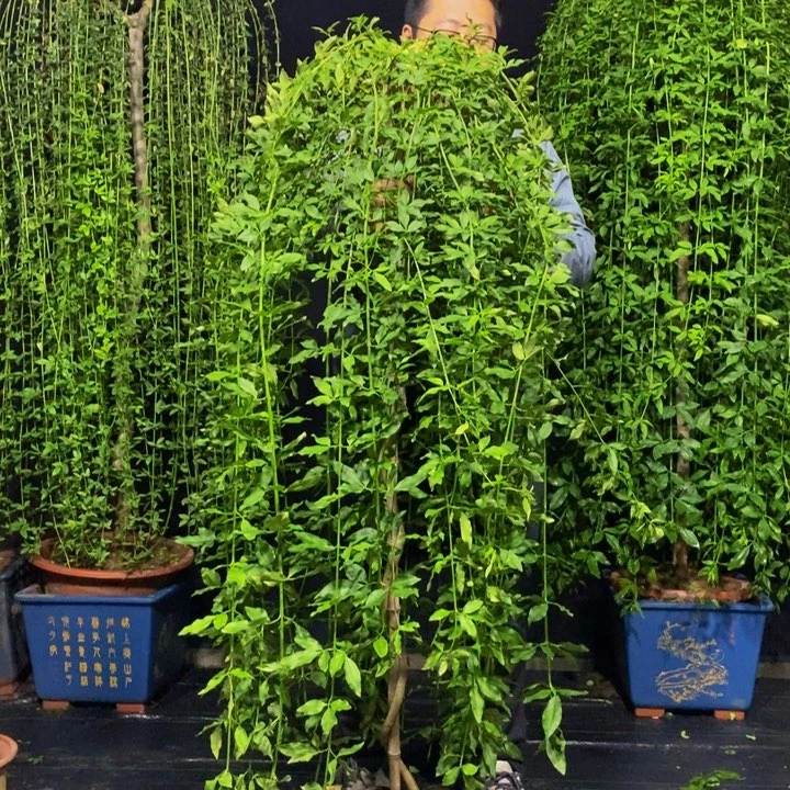 探春花，一物一拍，