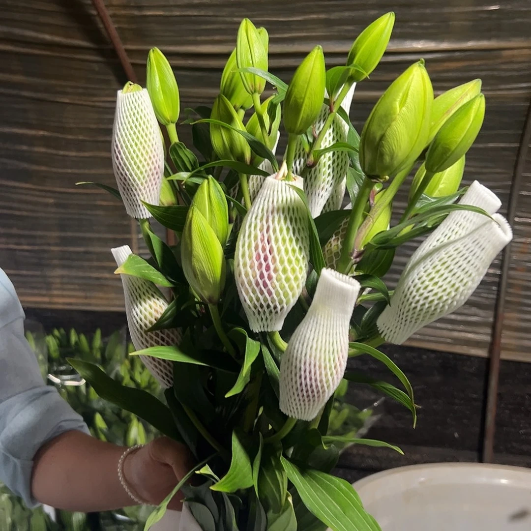 宝莲灯重瓣百合花