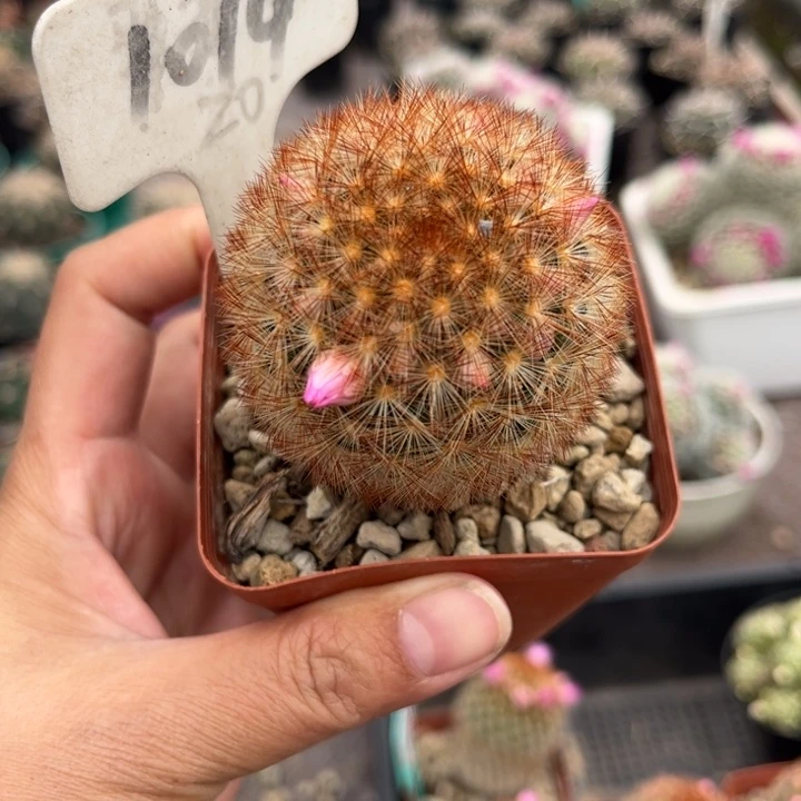 1014实生红刺嘉文好养