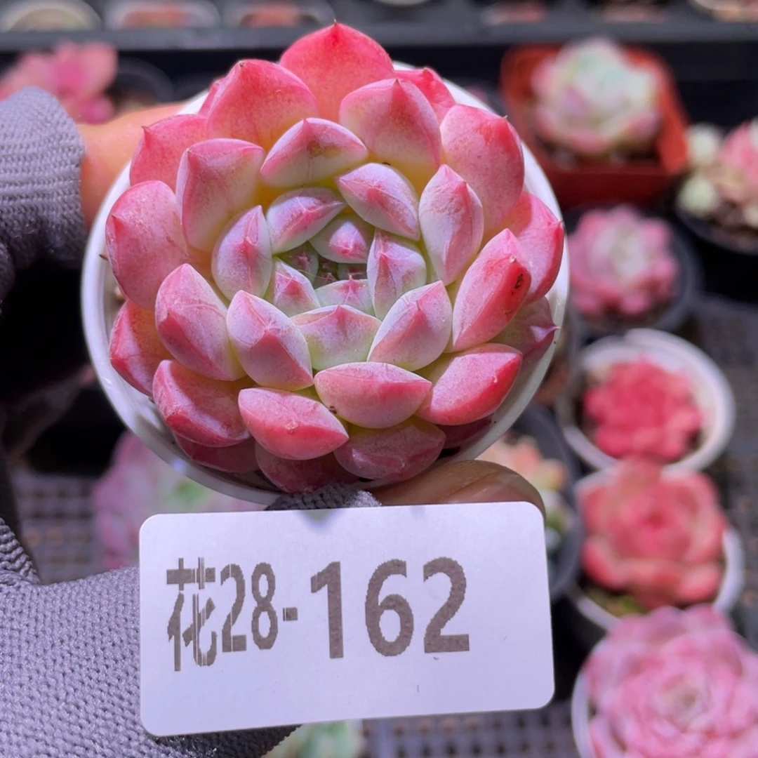 花利美28-162白桃汽水