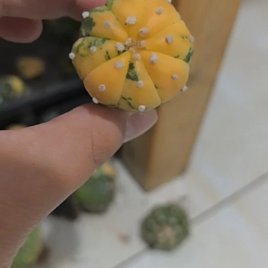 一物一拍，实生兜锦