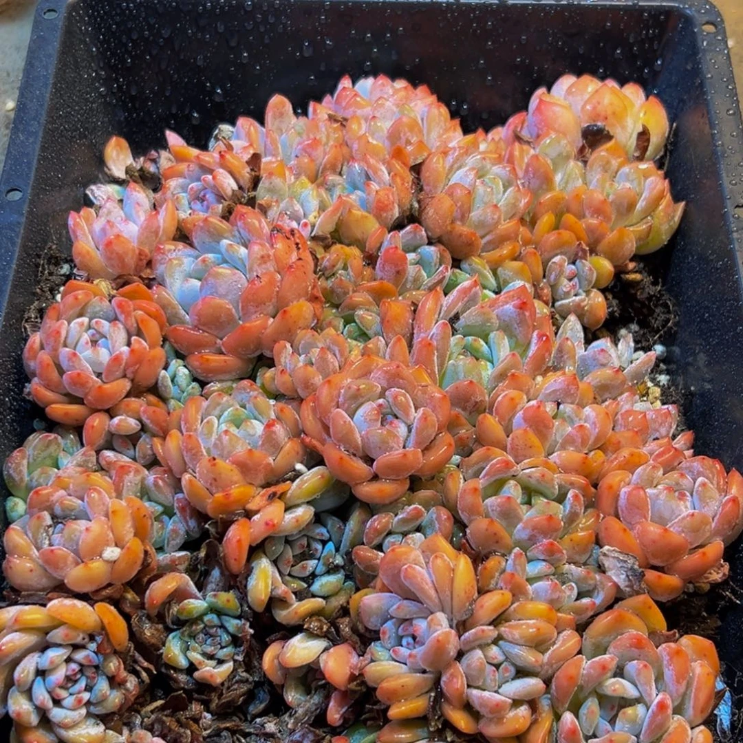 532多肉植物和植物在这里繁衍