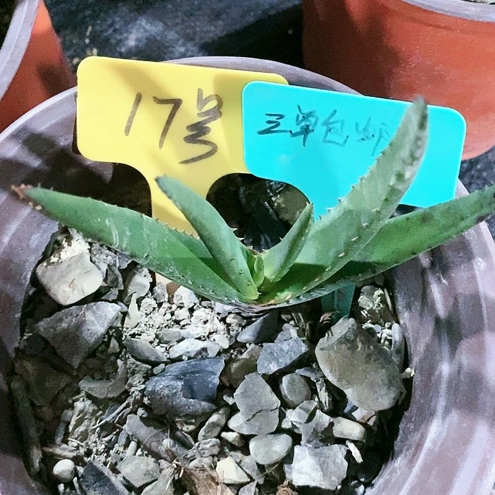 【闪购商品】无花朵黑太刀芦荟