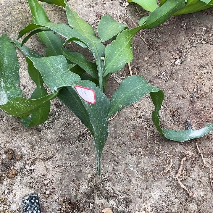 3号大叶昙花256890000000