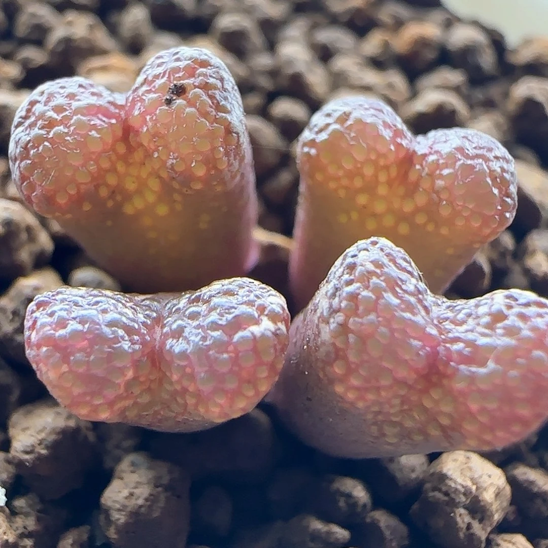 开播福利就是它45798