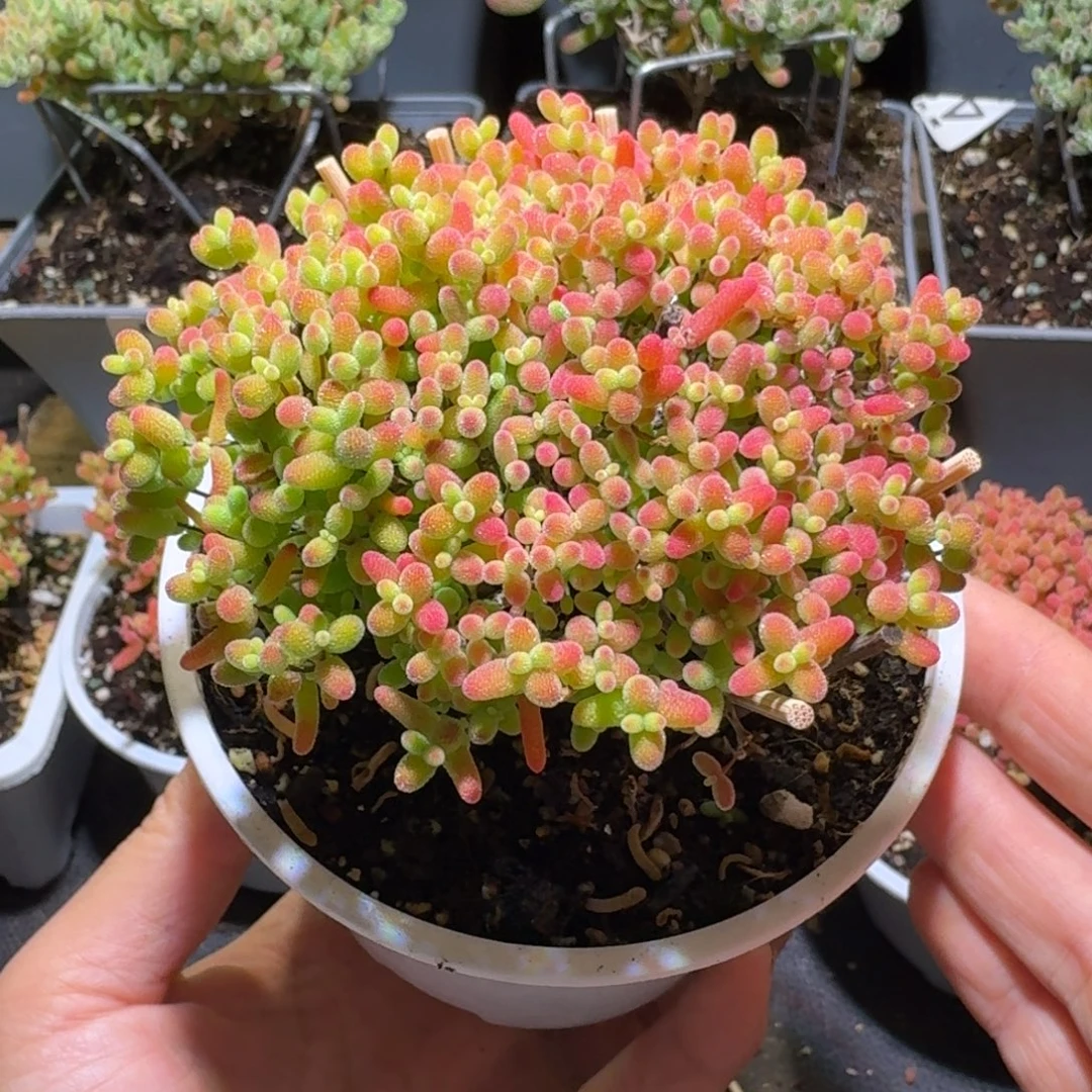 蜜橘糖球枝干番杏479