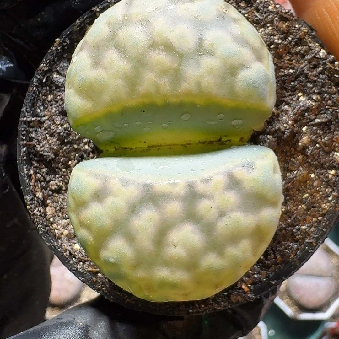 生石花23:：/。  91