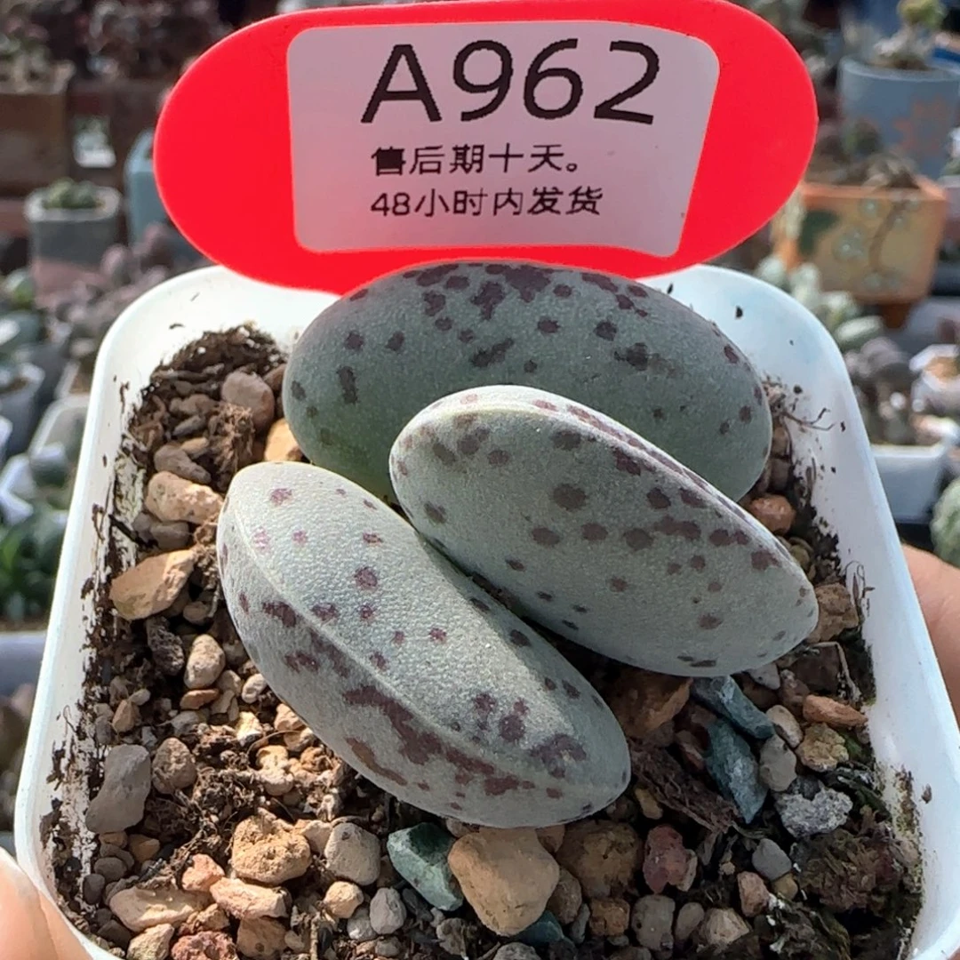 巨型花蛋。     962。