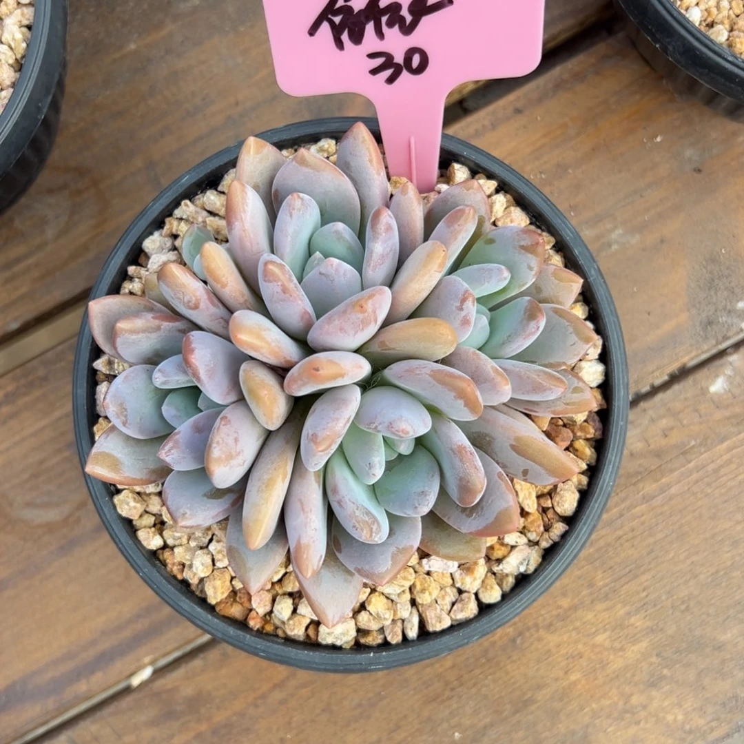 依***贝果糖111111111111111