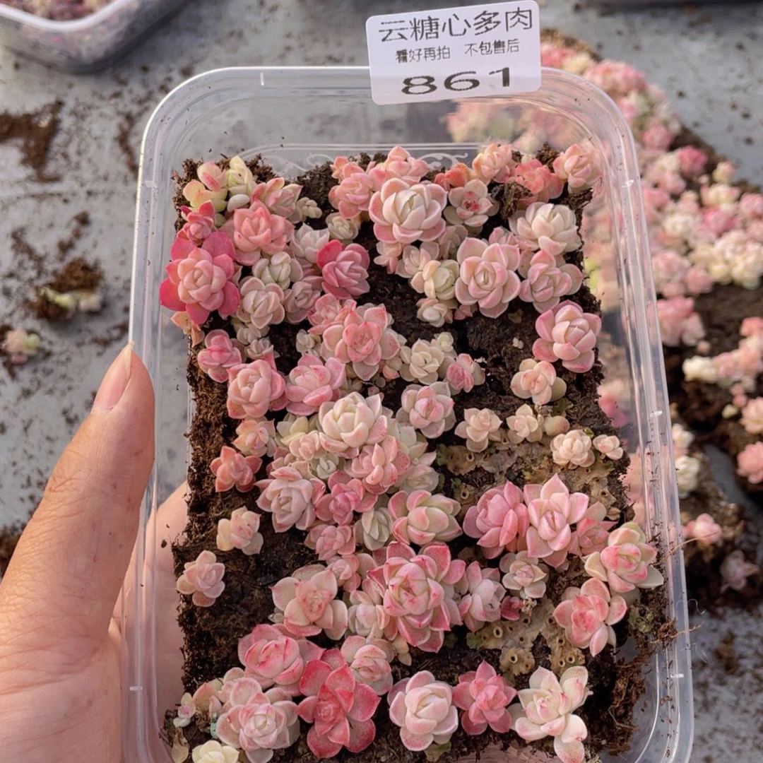 云糖心多肉植物861